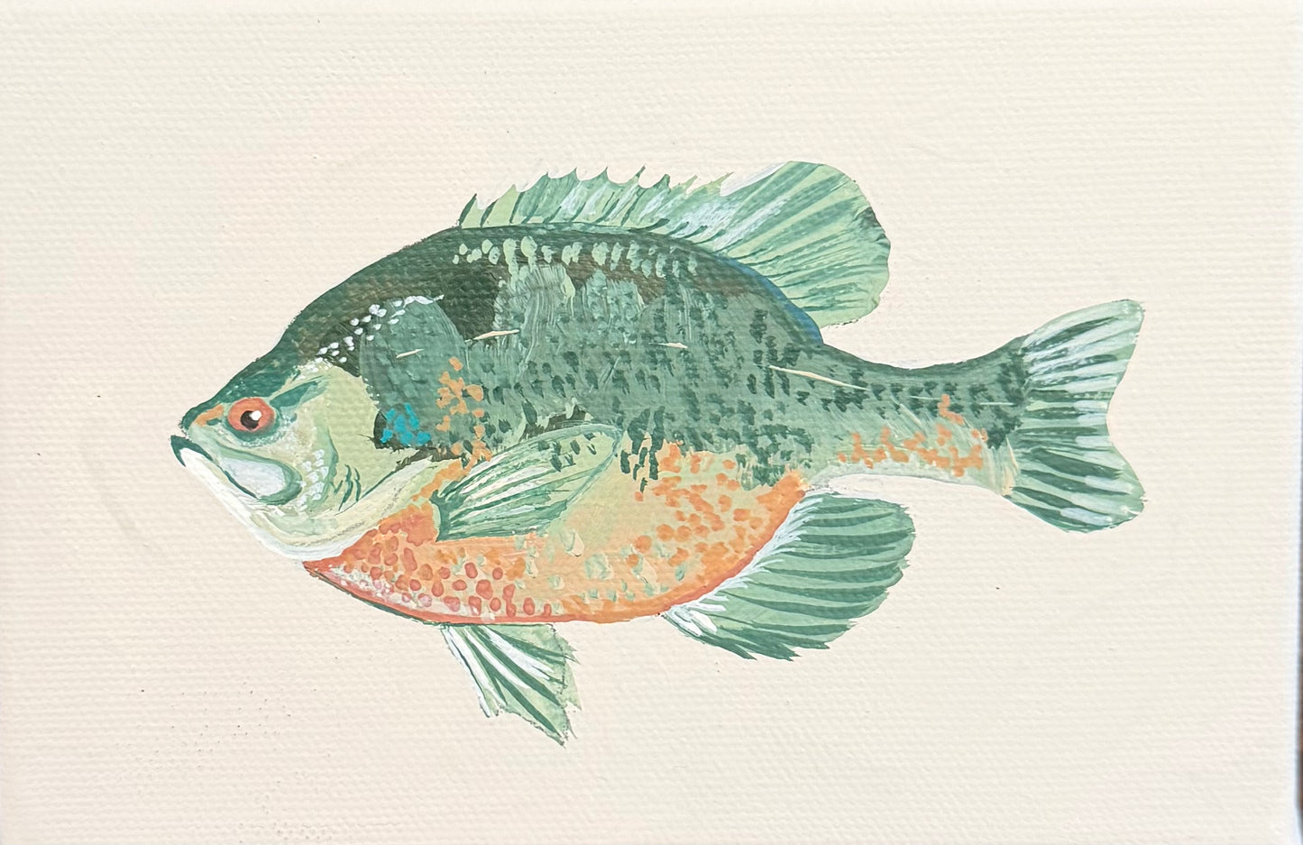 Bluegill Fish