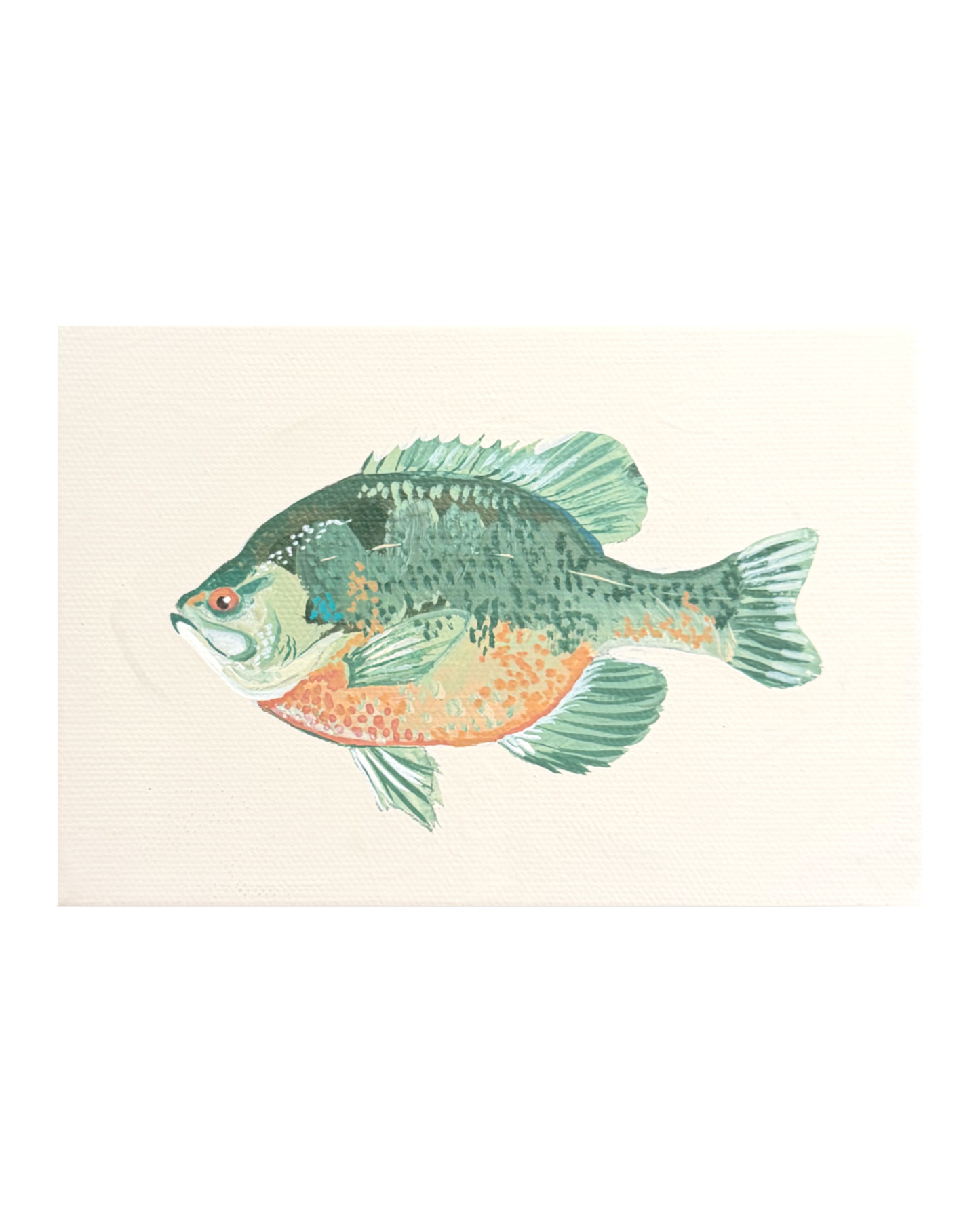 Bluegill Fish