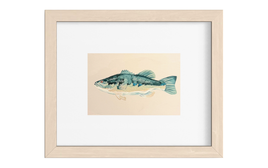 Smallmouth Bass Art Print
