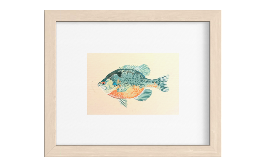 Bluegill Fish Art Print