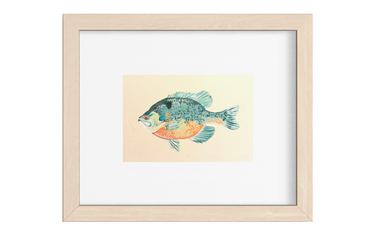 Bluegill Fish Art Print