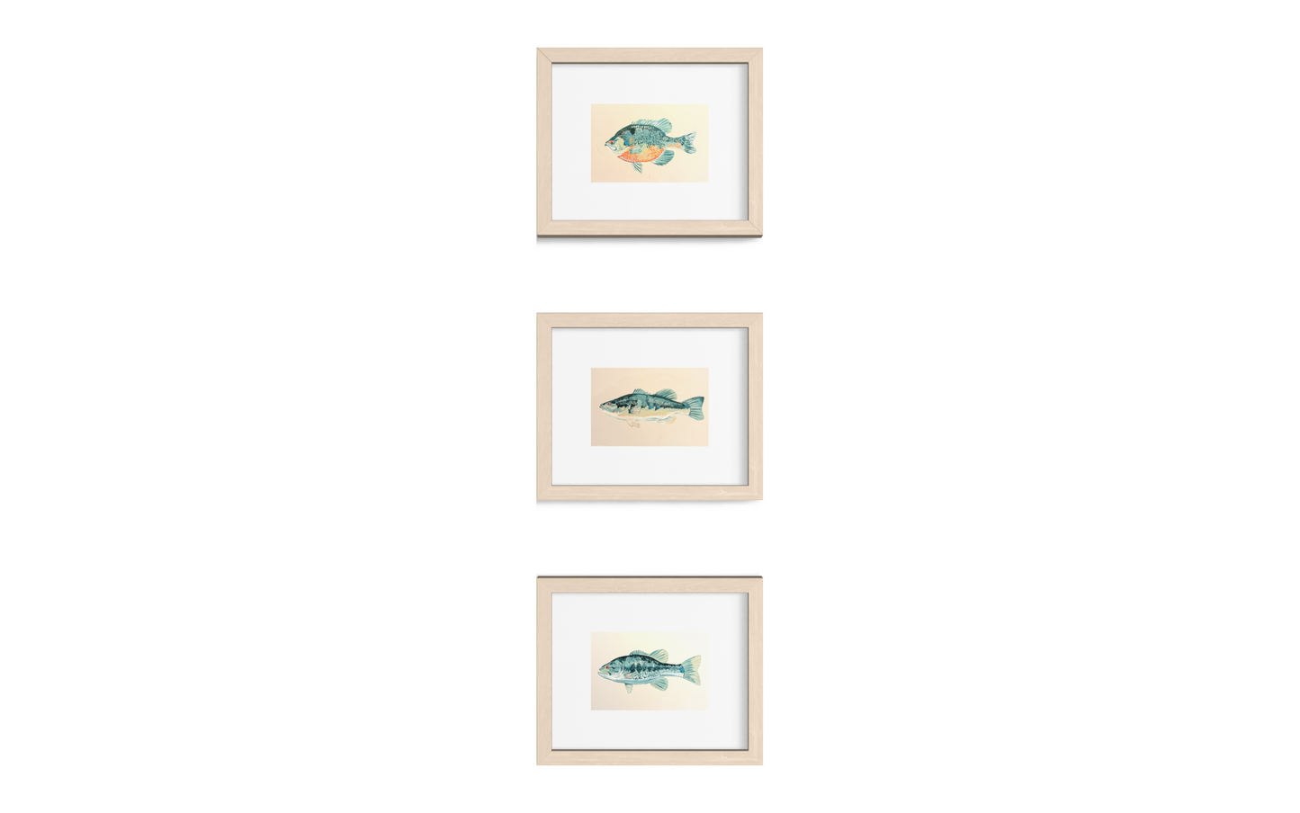 Bluegill Fish Art Print