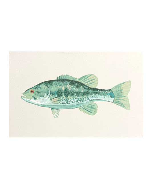 Largemouth Bass